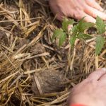 Paillage au jardin : minéral ou organique, quelle efficacité réelle face aux mauvaises herbes ? - ICI
