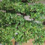 Peut-on installer un bonsaï dans un terrarium sans le fragiliser ? - ICI