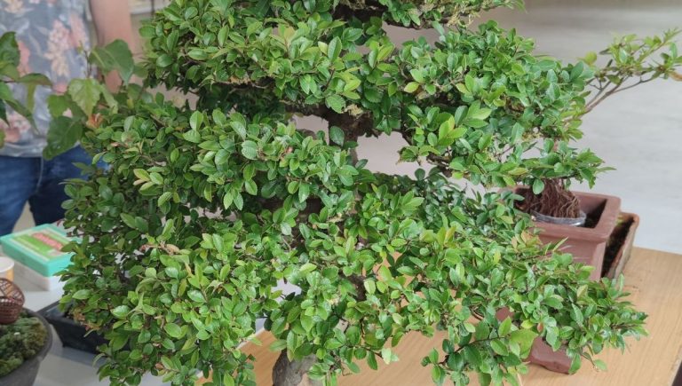 Peut-on installer un bonsaï dans un terrarium sans le fragiliser ? - ICI