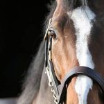 Quinté à Marseille Borély du 25 mars : pronostics hippiques d'Hervé Fortin