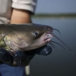 Le silure, le coupable idéal ? - ICI