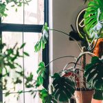 Etat des lieux de vos plantes d'intérieur à la sortie de l'hiver - ICI