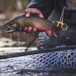 La truite : L'ouverture ! - ICI