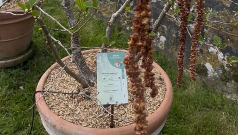 VIDEO - Allergies : le pollinarium de Poitiers surveille les pollens pour informer les malades