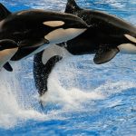 Marineland : tensions autour du sort des orques, une décision imminente se profile