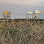 La Nouvelle-Aquitaine mise beaucoup sur ce nouveau produit de luxe dont elle concentre 95% de la production française : la crevette impériale