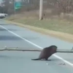 Sébastien Lecornu s’inquiète d’une « dérive » du nombre d’arrêts maladie
