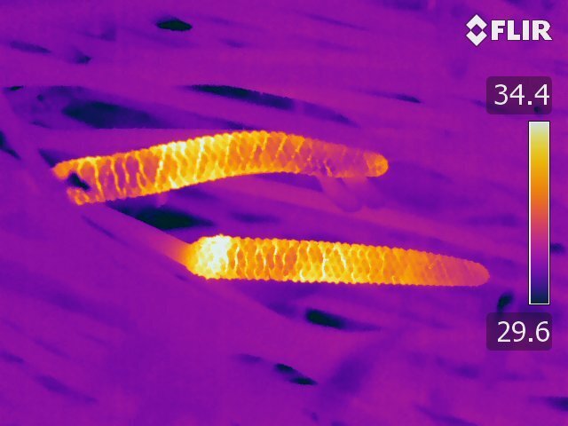 cycadale – cône – chaleur – infrarouge