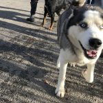 illustration agrandir l