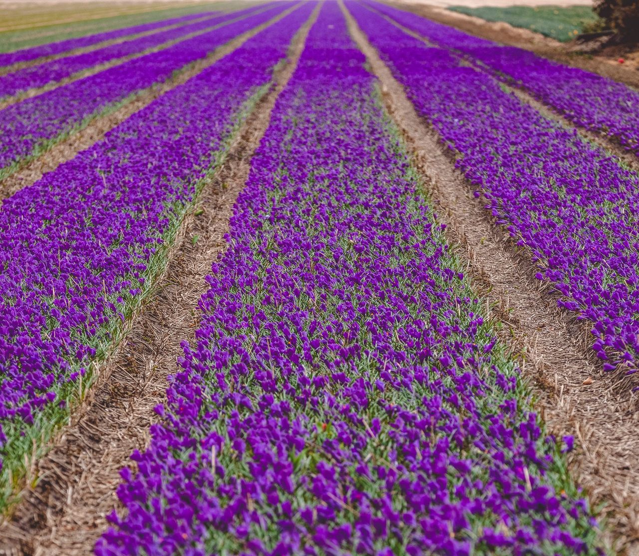 illustration agrandir l'image