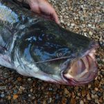 Indre-et-Loire : le silure, une espèce qui déséquilibre l'environnement ? - ICI