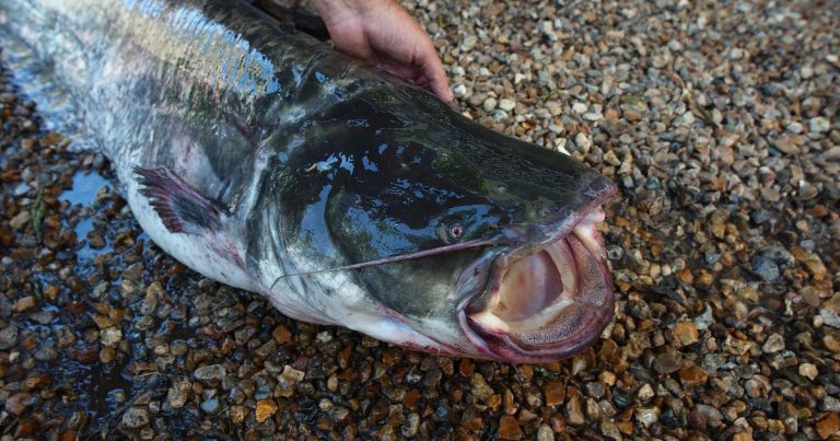 Indre-et-Loire : le silure, une espèce qui déséquilibre l'environnement ? - ICI