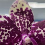 Des orchidées rares à découvrir au salon de Bélâbre les 14 et 15 mars - ICI