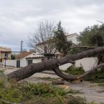 Rafales de vent dans le Gard : arbres arrachés et dégâts à Nîmes et alentours