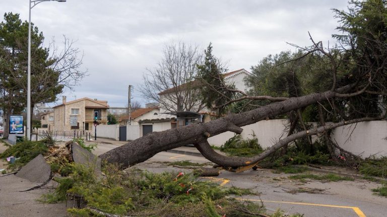 Rafales de vent dans le Gard : arbres arrachés et dégâts à Nîmes et alentours