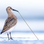Du 14 au 20 mars 2026 gagnez votre séjour en Baie de Somme à l'occasion du Festival de l'oiseau et de la nature - ICI