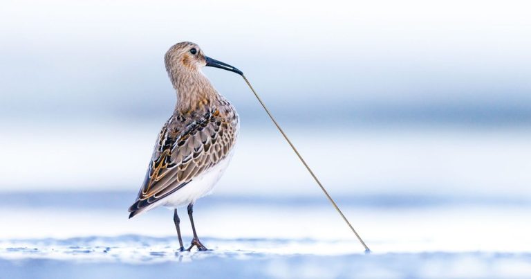 Du 14 au 20 mars 2026 gagnez votre séjour en Baie de Somme à l'occasion du Festival de l'oiseau et de la nature - ICI