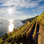 Vaud impose un moratoire sur la plantation de vignes pour protéger l'environnement.
