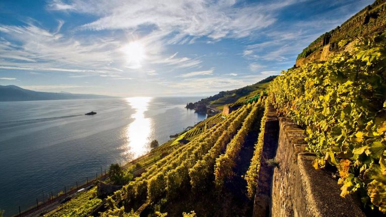 Vaud impose un moratoire sur la plantation de vignes pour protéger l'environnement.
