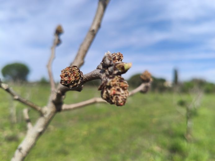 Des plants mâles sont nécessaires pour la production des fruits.