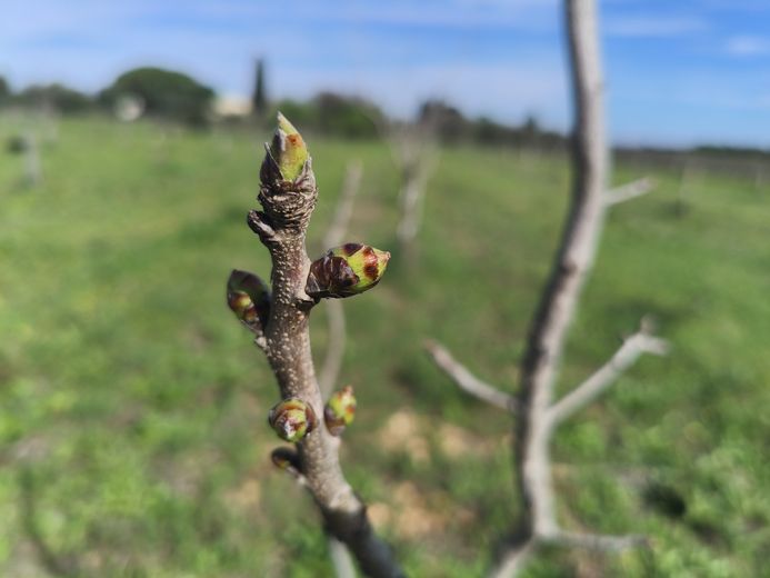 La réapparition des feuilles débute en mars.