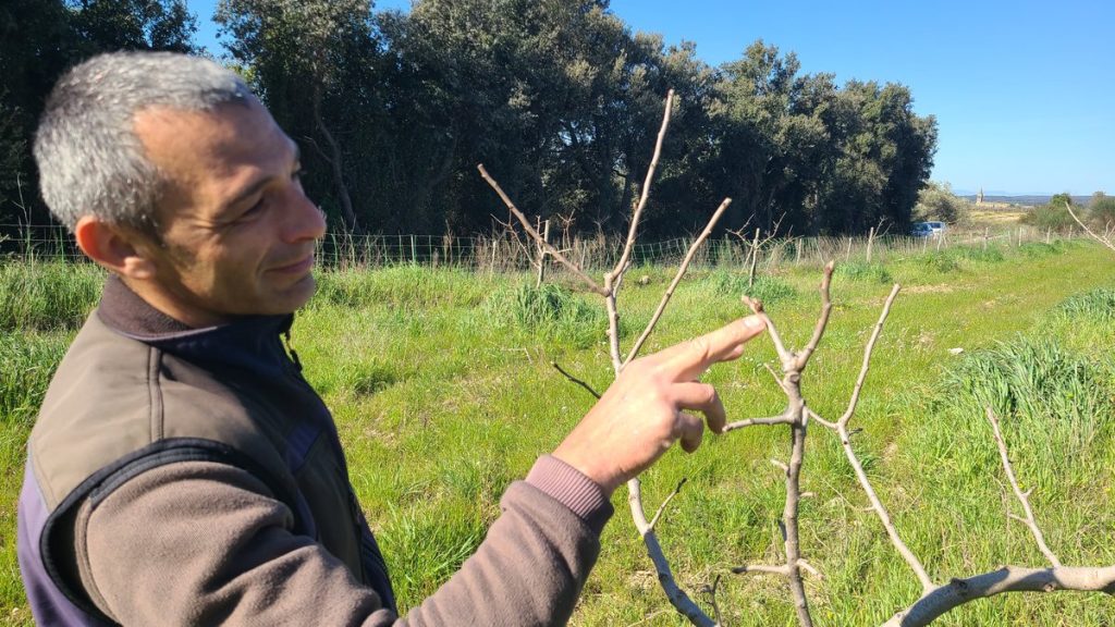 "Elle coche toutes les cases" : un premier retour en grâce de la pistache sur les terres du Gard