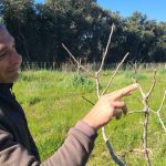 "Elle coche toutes les cases" : un premier retour en grâce de la pistache sur les terres du Gard