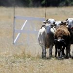 Un voisin condamné pour mauvais traitements après la mort suspecte de leur chienne