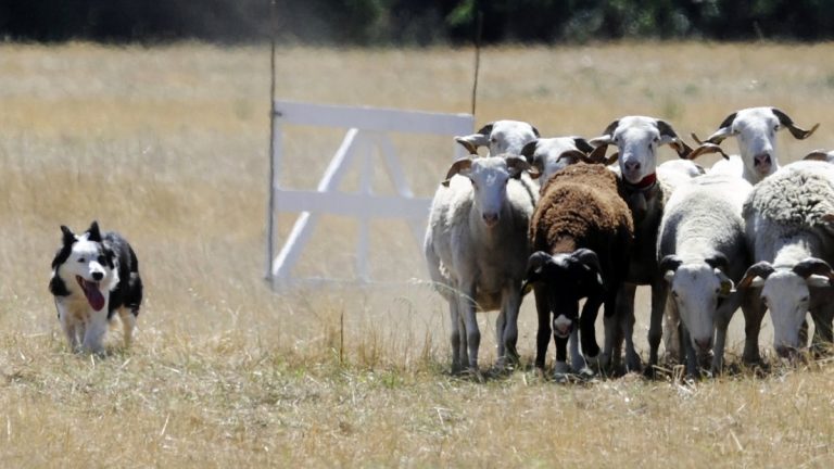 Un voisin condamné pour mauvais traitements après la mort suspecte de leur chienne