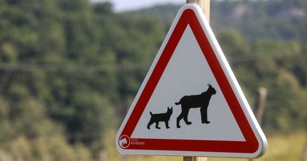 Une association du Doubs organise une manifestation pour défendre le lynx après un braconnage dans l’Ain
