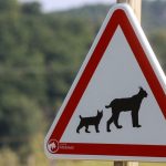 Une association du Doubs organise une manifestation pour défendre le lynx après un braconnage dans l’Ain