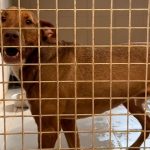 Abandons en hausse et dons en baisse : la SPA dieppoise alerte sur sa situation financière