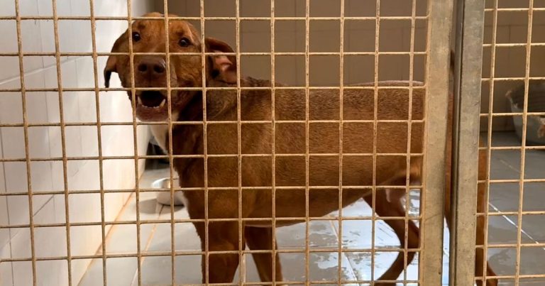 Abandons en hausse et dons en baisse : la SPA dieppoise alerte sur sa situation financière