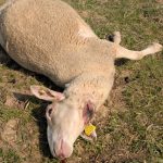 Ardennes : 14 brebis tuées dans une attaque, le loup suspecté comme responsable