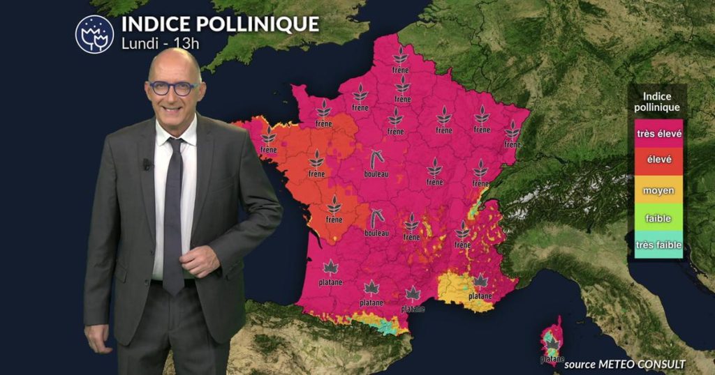 Bulletin pollinique France lundi : retour du soleil et hausse des pollens de bouleau et frêne