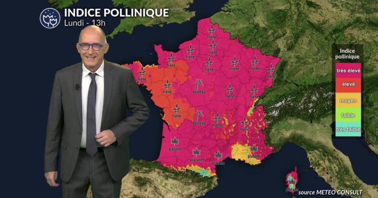 Bulletin pollinique France lundi : retour du soleil et hausse des pollens de bouleau et frêne