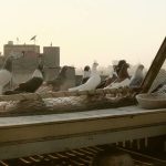 Au Caire, Heloïse Tourrenc réhabilite le pigeon, l'ex-meilleur ami de l'Homme