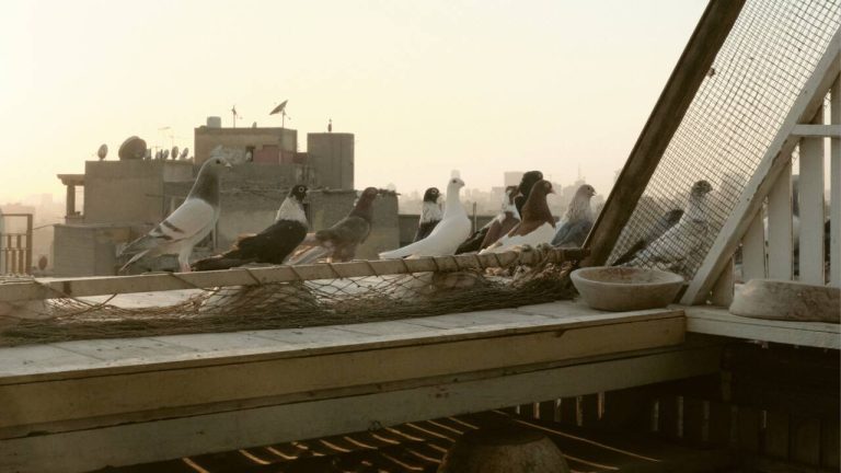 Au Caire, Heloïse Tourrenc réhabilite le pigeon, l'ex-meilleur ami de l'Homme