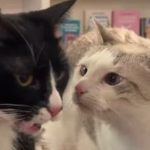 Toulouse : Mon Chat Pitre remplace Tire-Lire avec un concept de 'ronron-librairie' en vogue