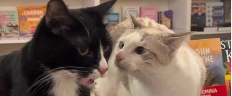 Toulouse : Mon Chat Pitre remplace Tire-Lire avec un concept de 'ronron-librairie' en vogue