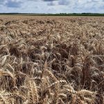 Hauts-de-France : la coopérative agricole Advitam cherche 500 saisonniers pour la moisson