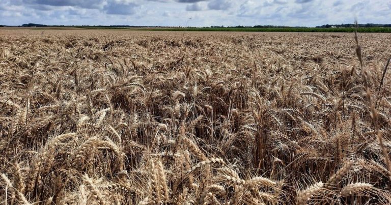 Hauts-de-France : la coopérative agricole Advitam cherche 500 saisonniers pour la moisson