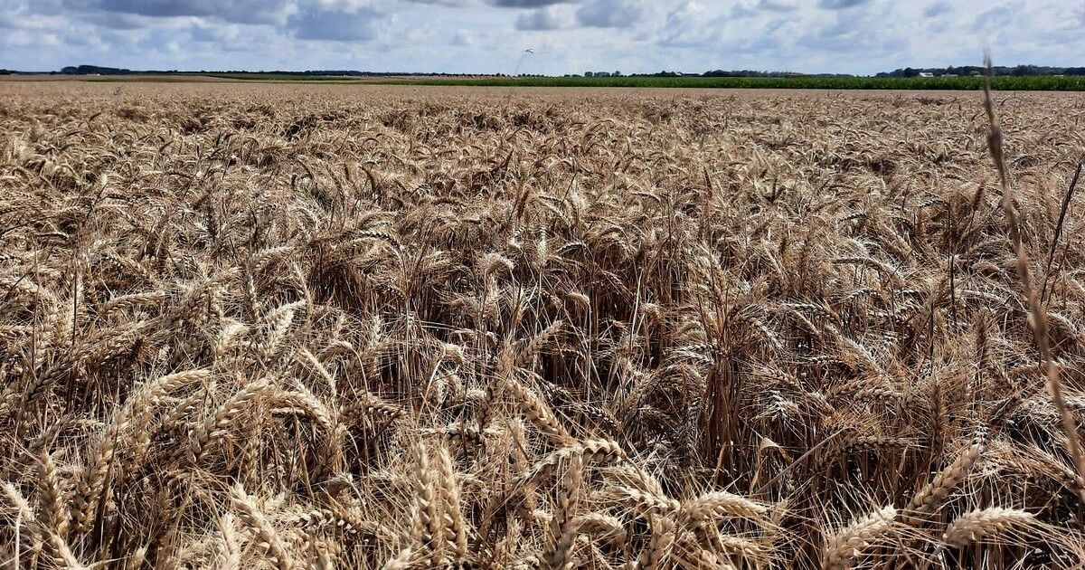 Hauts-de-France : la coopérative agricole Advitam cherche 500 saisonniers pour la moisson