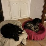 Découvrez le Refuge de Caldaniccia : un havre de paix en pleine nature