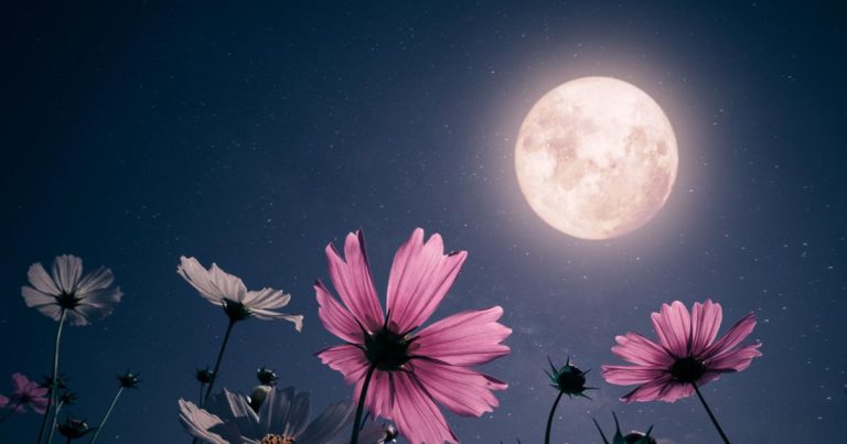 Pleine lune « rose » du 2 avril 2026 : explications et conseils d'observation en France.