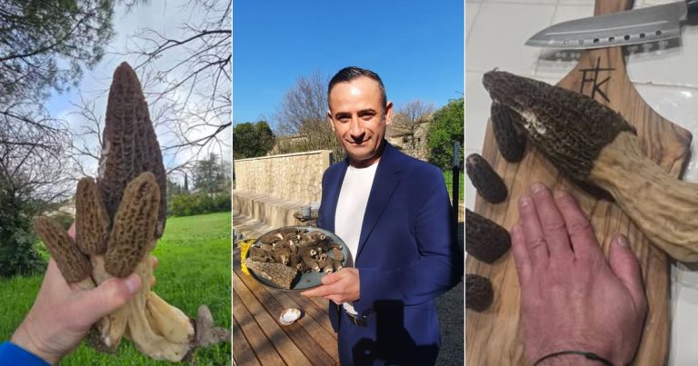 VIDÉO - Un Gardois découvre une morille de 19 centimètres à Arpaillargues