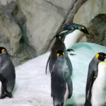 Les manchots révèlent des mécanismes clés du vieillissement humain