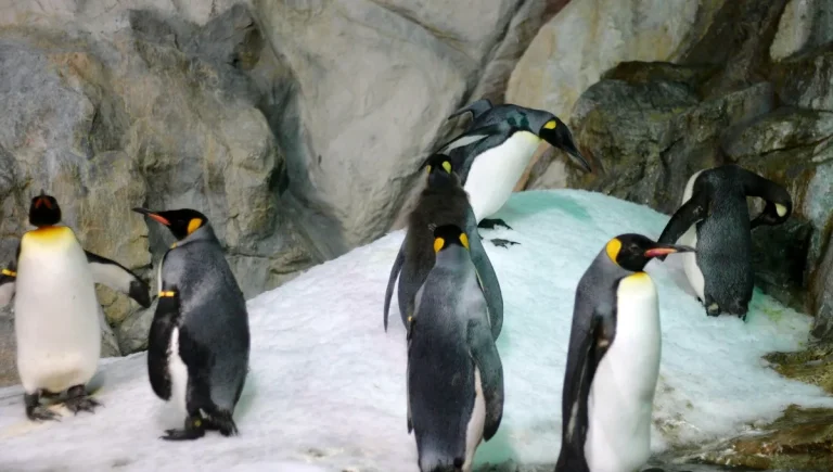 Les manchots révèlent des mécanismes clés du vieillissement humain