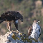 VIDÉO - "On est en surveillance permanente" : l’aigle de Bonelli revient après 25 ans d’absence - ICI