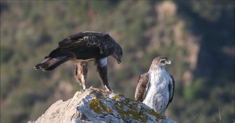 VIDÉO - "On est en surveillance permanente" : l’aigle de Bonelli revient après 25 ans d’absence - ICI